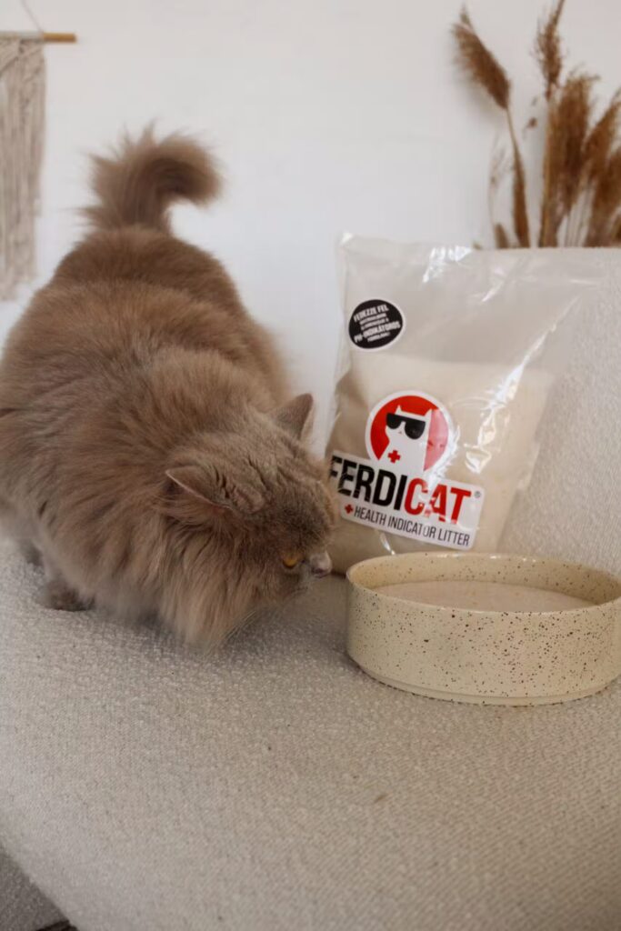 Ferdicat_egeszsegfigyelo_macskaalom_1