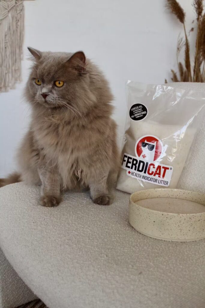 Ferdicat_egeszsegfigyelo_macskaalom_2